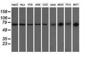m05896 anti grasp65 gorasp1 mouse monoclonal antibody clone id oti5g8 wb testing 2