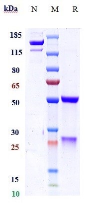 Anti-PGLYRP1/PGRP-S Reference Antibody (Novo Nordisk patent anti-PGLYRP1) on SDS-PAGE under reducing (R) condition