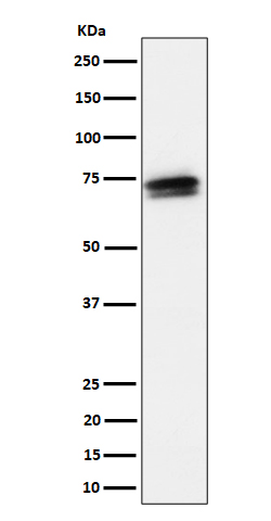 Western blot analysis of SSX2IP expression in HeLa cell lysate