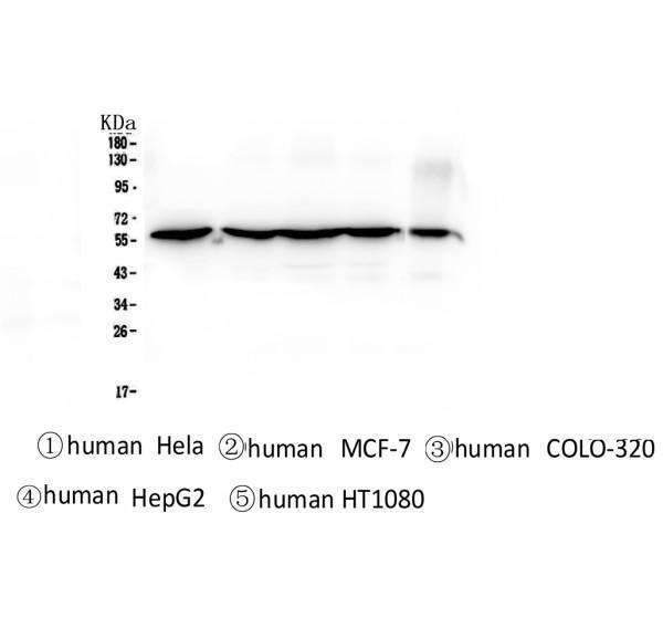 m05920 cct3 primary antibodies wb testing 1