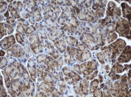 Immunohistochemical staining of paraffin-embedded Human pancreas tissue within the normal limits using anti-MIPEP mouse monoclonal antibody