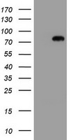 HEK293T cells were transfected with the pCMV6-ENTRY control (Left lane) or pCMV6-ENTRY MIPEP (Right lane) cDNA for 48 hrs and lysed