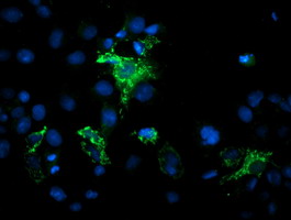 m05926 anti mipep mouse monoclonal antibody clone id oti5e7 if testing 12