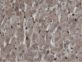 m05926 anti mipep mouse monoclonal antibody clone id oti5e7 ihc testing 10
