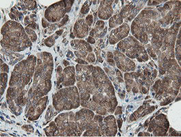 m05926 anti mipep mouse monoclonal antibody clone id oti5e7 ihc testing 4