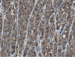 m05926 anti mipep mouse monoclonal antibody clone id oti5e7 ihc testing 5