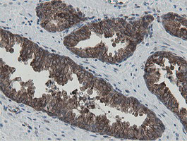m05926 anti mipep mouse monoclonal antibody clone id oti5e7 ihc testing 6