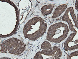 m05926 anti mipep mouse monoclonal antibody clone id oti5e7 ihc testing 8
