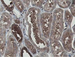m05926 anti mipep mouse monoclonal antibody clone id oti5e7 ihc testing 9