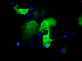 m05930 anti igbp1 mouse monoclonal antibody clone id oti4f6 if testing 3