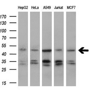 m05930 anti igbp1 mouse monoclonal antibody clone id oti4f6 wb testing 1