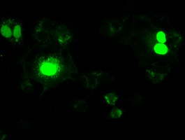 m05933 anti neurogenin 1 neurog1 mouse monoclonal antibody clone id oti3f9 if testing 11