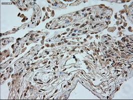 m05933 anti neurogenin 1 neurog1 mouse monoclonal antibody clone id oti3f9 ihc testing 10