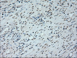 m05933 anti neurogenin 1 neurog1 mouse monoclonal antibody clone id oti3f9 ihc testing 3