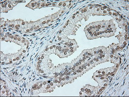m05933 anti neurogenin 1 neurog1 mouse monoclonal antibody clone id oti3f9 ihc testing 5