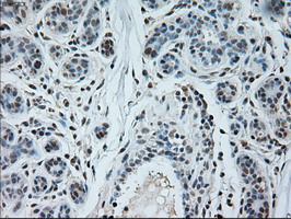 m05933 anti neurogenin 1 neurog1 mouse monoclonal antibody clone id oti3f9 ihc testing 6