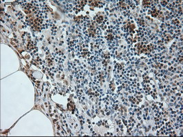 m05933 anti neurogenin 1 neurog1 mouse monoclonal antibody clone id oti3f9 ihc testing 7