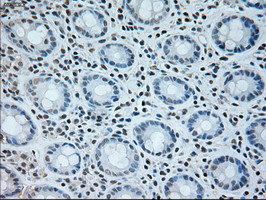 m05933 anti neurogenin 1 neurog1 mouse monoclonal antibody clone id oti3f9 ihc testing 8
