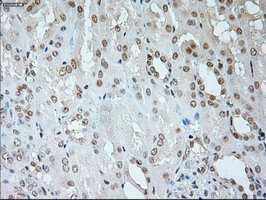 m05933 anti neurogenin 1 neurog1 mouse monoclonal antibody clone id oti3f9 ihc testing 9