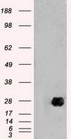 m05933 anti neurogenin 1 neurog1 mouse monoclonal antibody clone id oti3f9 wb testing 1