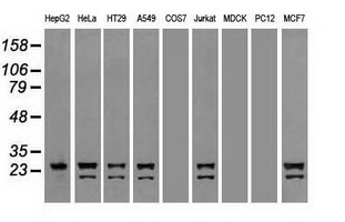 m05933 anti neurogenin 1 neurog1 mouse monoclonal antibody clone id oti3f9 wb testing 2