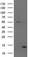 m05938 anti lect2 mouse monoclonal antibody clone id oti2a11 wb testing 1