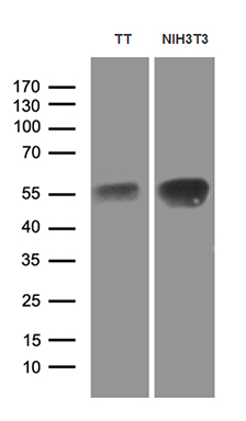 m05940 1 anti lhx2 mouse monoclonal antibody clone id oti2e8 wb testing 2