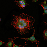 m05940 lhx2 primary antibodyes if testing 2