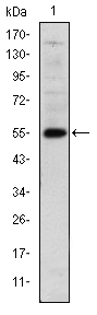 m05940 lhx2 primary antibodyes wb testing 1