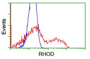 HEK293T cells transfected with either RHOD (Myc-DDK-tagged) overexpress plasmid (Red) or empty vector control plasmid (Blue) were immunostained by anti-RHOD antibody (M05942)