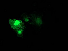 Anti-RHOD mouse monoclonal antibody (M05942) immunofluorescent staining of COS7 cells transiently transfected by pCMV6-ENTRY RHOD