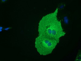m05946 anti sh3 containing grb 2 like 1 protein sh3gl1 mouse monoclonal antibody clone id oti2f5 if testing 7