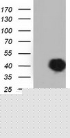 HEK293T cells were transfected with the pCMV6-ENTRY control (Left lane) or pCMV6-ENTRY SH3GL1 (Right lane) cDNA for 48 hrs and lysed