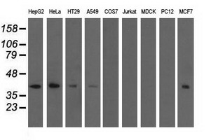 Western blot analysis of extracts (35ug) from 9 different cell lines by using anti-SH3GL1 monoclonal antibody