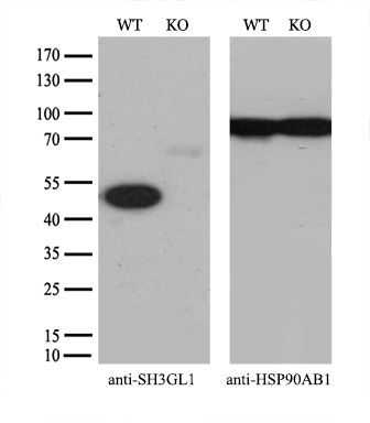 m05946 anti sh3 containing grb 2 like 1 protein sh3gl1 mouse monoclonal antibody clone id oti2f5 wb testing 3
