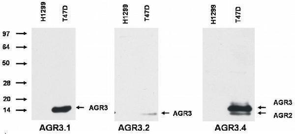 Western blotting analysis of AGR3 protein by AGR3