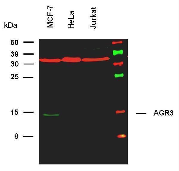 Anti-Hu AGR3 Purified (clone AGR3