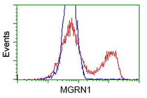 HEK293T cells transfected with either MGRN1 (Myc-DDK-tagged) overexpress plasmid (Red) or empty vector control plasmid (Blue) were immunostained by anti-MGRN1 antibody (M05951)
