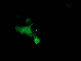 m05951 anti rnf156 mgrn1 mouse monoclonal antibody clone id oti3c3 if testing 6