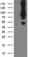 HEK293T cells were transfected with the pCMV6-ENTRY control (Left lane) or pCMV6-ENTRY MGRN1 (Right lane) cDNA for 48 hrs and lysed