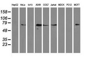 Western blot analysis of extracts (35ug) from 9 different cell lines by using anti-MGRN1 monoclonal antibody