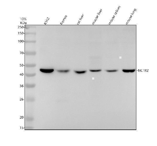 m05962 1 nctr2 primary antibodies wb testing 1