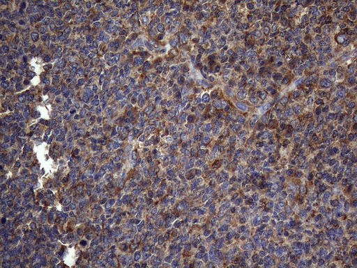 m05962 anti ncr2 mouse monoclonal antibody clone id oti4b8 ihc testing 3