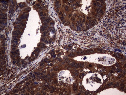 m05962 anti ncr2 mouse monoclonal antibody clone id oti4b8 ihc testing 4
