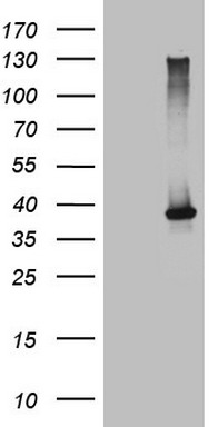 m05962 anti ncr2 mouse monoclonal antibody clone id oti4b8 wb testing 1
