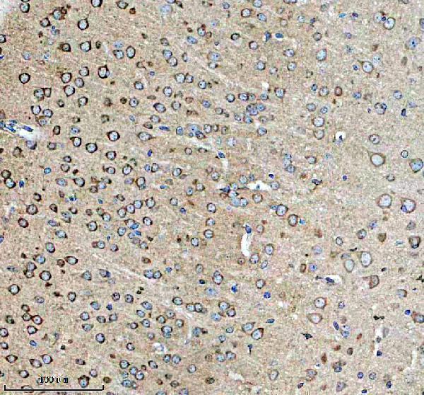 m05980 1 hapln1 primary antibodies ihc testing 2