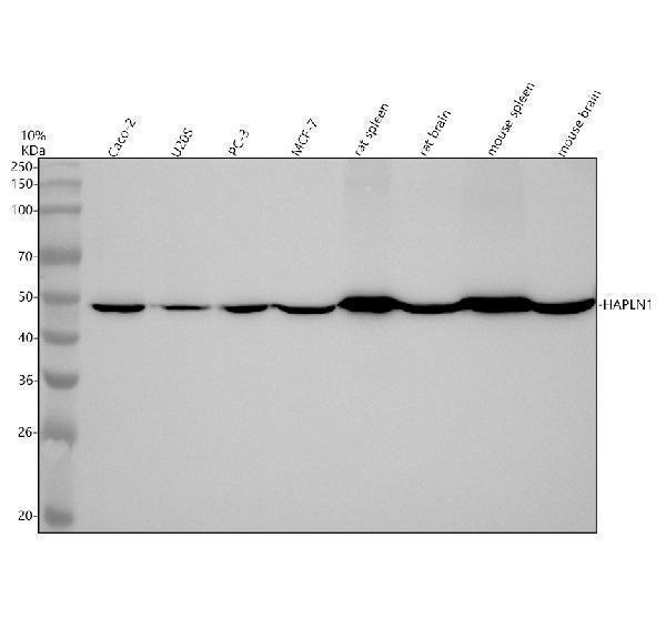 m05980 1 hapln1 primary antibodies wb testing 1