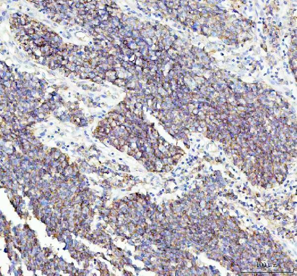 m05980 flot1 primary antibodies ihc testing 4