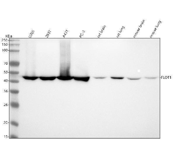  Western blot analysis of Flotillin 1 using anti-Flotillin 1 antibody (M05980)