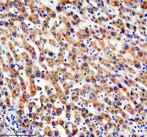 m05981 1 ndufa13 primary antibodies ihc testing 1